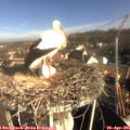 08_50-nest.jpg