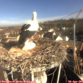 08_55-nest.jpg