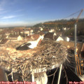 09_10-nest.jpg