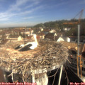 09_20-nest.jpg