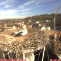 09_25-nest.jpg
