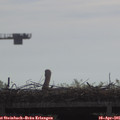 09_30-mast.jpg