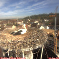 09_30-nest.jpg