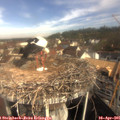 09_50-nest.jpg