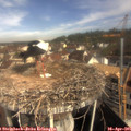 09_55-nest.jpg