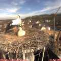 10_00-nest.jpg