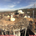 10_05-nest.jpg