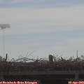 10_10-mast.jpg
