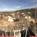 10_15-nest.jpg