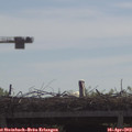 10_20-mast.jpg