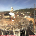 10_45-nest.jpg