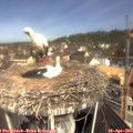 10_50-nest.jpg