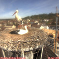 11_00-nest.jpg