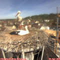 11_05-nest.jpg