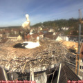 11_10-nest.jpg