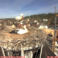 11_15-nest.jpg
