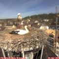 11_20-nest.jpg