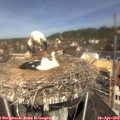 11_30-nest.jpg