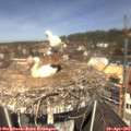 11_45-nest.jpg