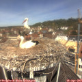 11_50-nest.jpg