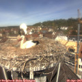 11_55-nest.jpg