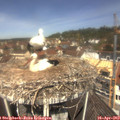 12_00-nest.jpg