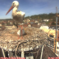 12_10-nest.jpg
