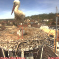 12_15-nest.jpg