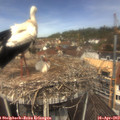 12_20-nest.jpg