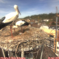 12_30-nest.jpg