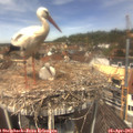 12_35-nest.jpg