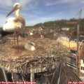 12_40-nest.jpg