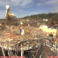 12_45-nest.jpg