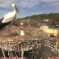 12_50-nest.jpg