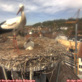 13_00-nest.jpg