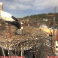 13_05-nest.jpg