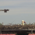 13_10-mast.jpg