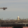 13_20-mast.jpg