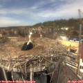 13_30-nest.jpg