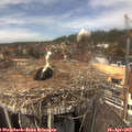 13_35-nest.jpg