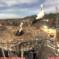 13_40-nest.jpg