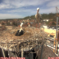 13_45-nest.jpg