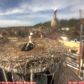 13_50-nest.jpg