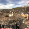 14_15-nest.jpg