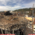 14_25-nest.jpg