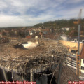 14_30-nest.jpg