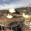 15_00-nest.jpg