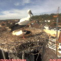 15_05-nest.jpg