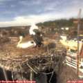 15_15-nest.jpg