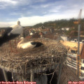 15_20-nest.jpg